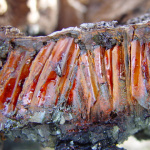 tree bark with sap