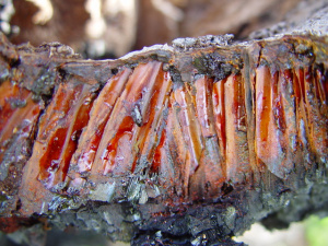 tree bark with sap