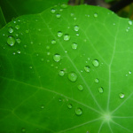 water droplets on leaf