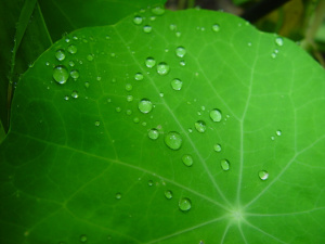 water droplets on leaf