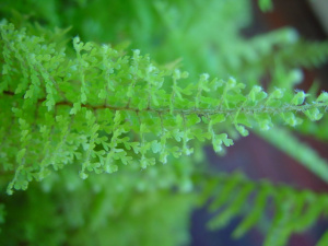 close-up of tree branch